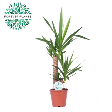Yucca 45-20 1+