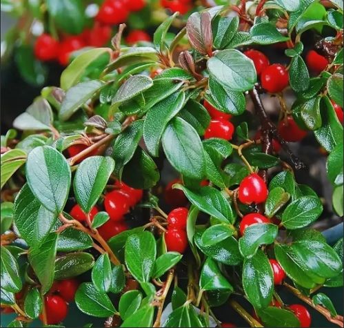 Кизильник даммера укореняющийся Мейджер штамб 120