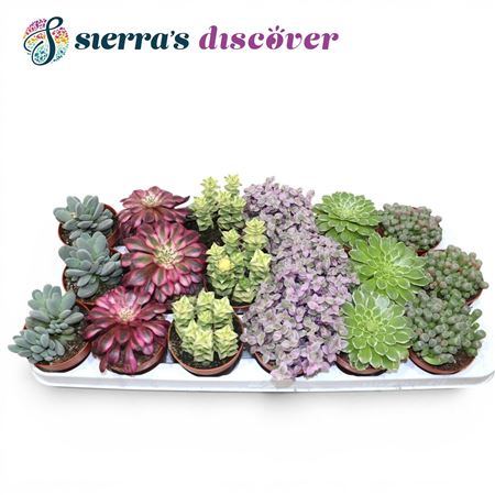 Succulent Mix Barcelona