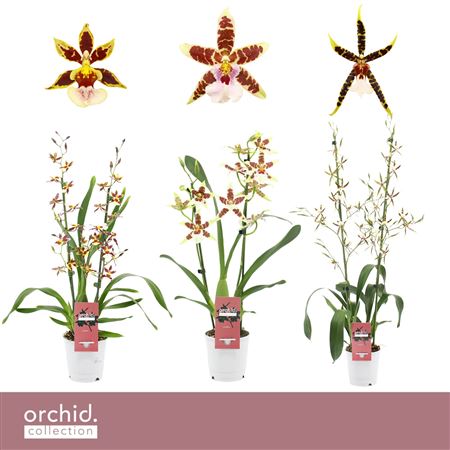 Cambria 2st Mix Orchid Collection