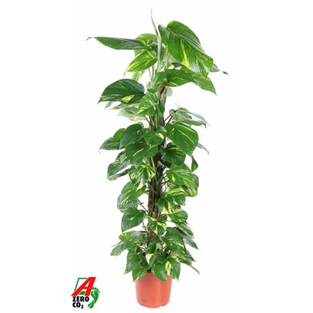 Epipremnum Pinnatum Mospole