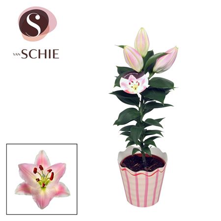 Lilium Or Souvenir Solo Potcover
