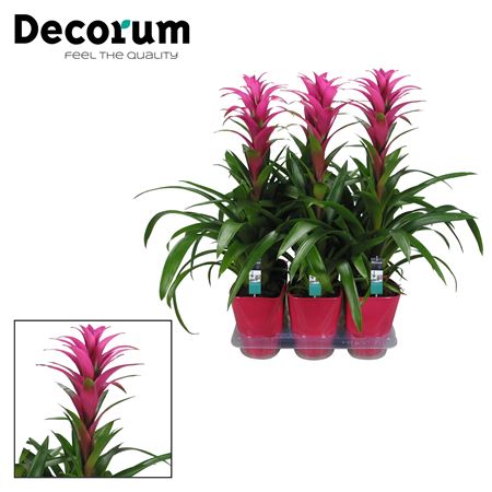Guzmania Freya Luxe Ceramic (decorum)
