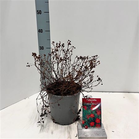 Potentilla Frut Red Ace