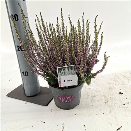 Calluna Gg Hilda