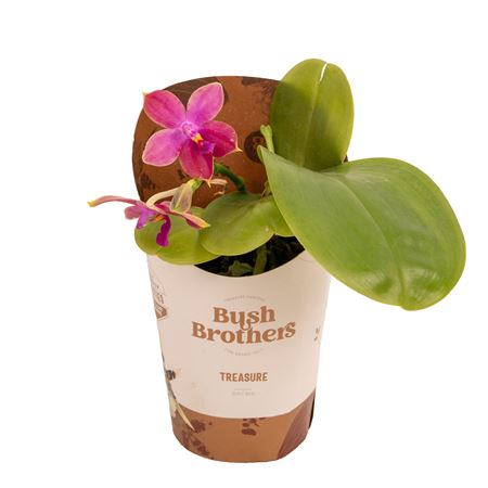 Phal 1st Fragrant Violacea Potcover