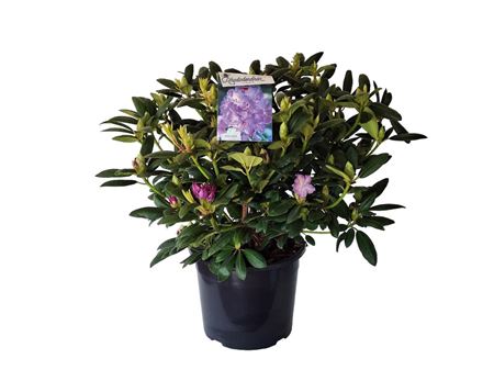 Rhodo Everestianum