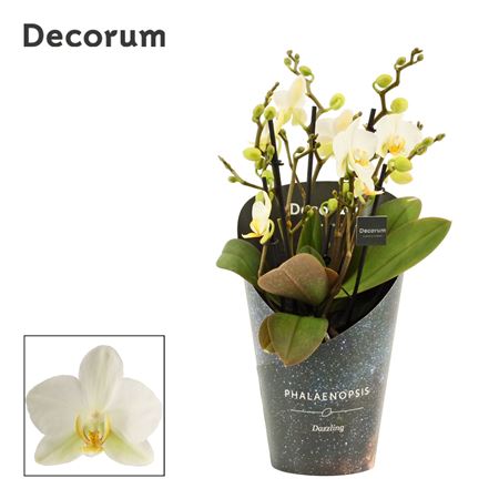 Phal 5st Dazzling Lausanne Decorum (duijn Hove)