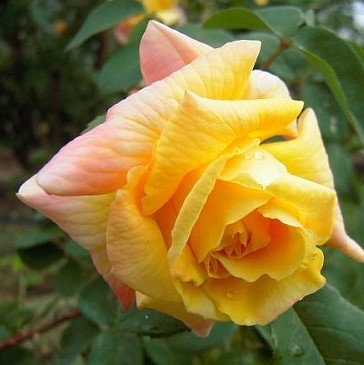 Роза плетистая Голден Парфюм