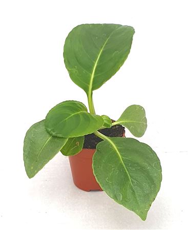 Impatiens Mirabilis.