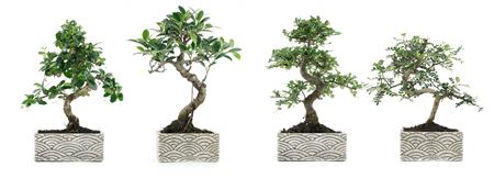 Bonsai Ficus Retusa 15cm Pot-s-shape- Oriental Col