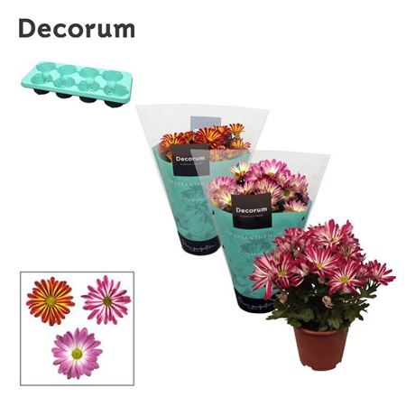Chrys Margarita Bicolor Mix (decorum)