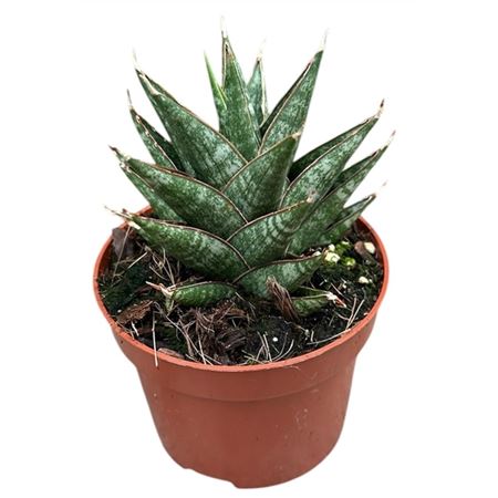 Sansevieria Table Mountain