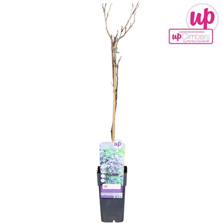 Wisteria Floribunda Black Dragon