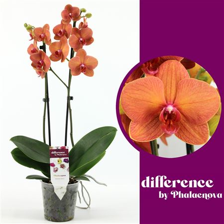Phal 2st Orange 14+ (phalaenova)