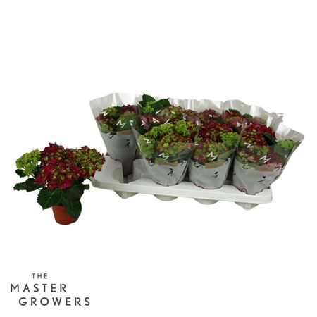 Hydrangea Ma Red 3+