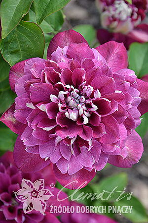 Клематис гибридный Хот Киссес