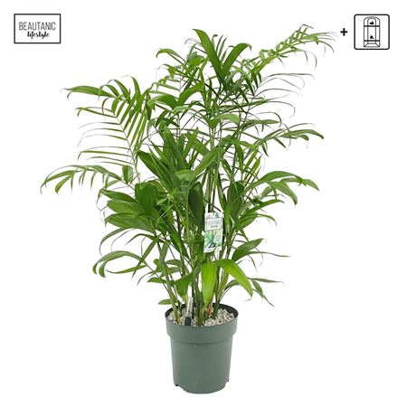 Chamaedorea Seifrizii + Watermeter