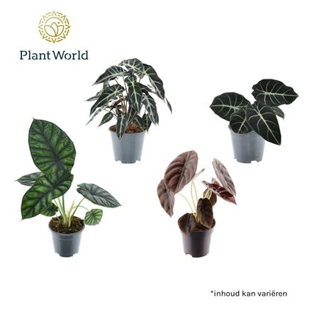 Alocasia 3-4 Srt Mix
