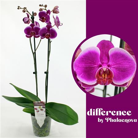 Phal 2st Durban 14+ (phalaenova)