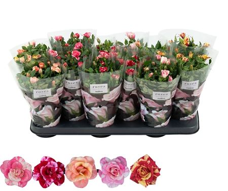 Rosa Victory Mix