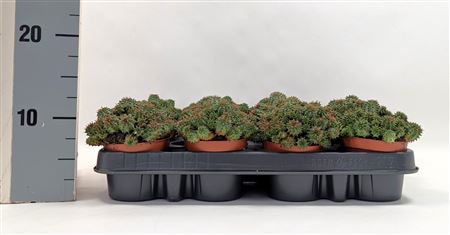 Euphorbia Susannae