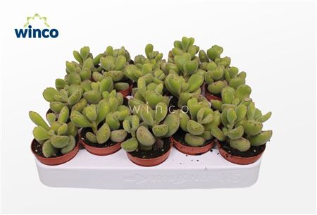 Cotyledon Ladysmithiensis