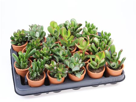 Crassula Mix In Rozenpot