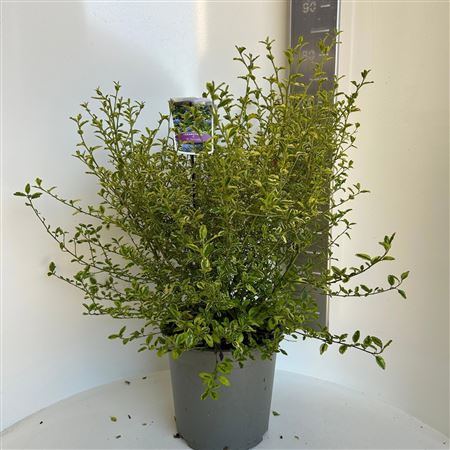 Ceanothus Thyr El Dorado