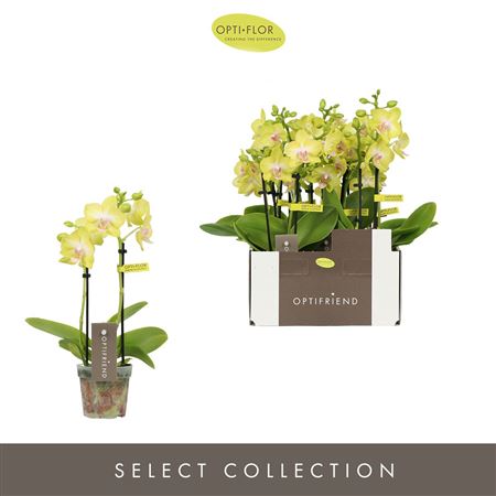 Phal Mini 2st Yellow 10+ (opti)