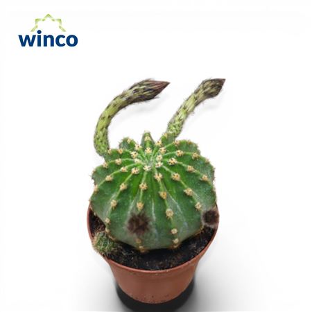 Echinopsis Eriesii Flowering