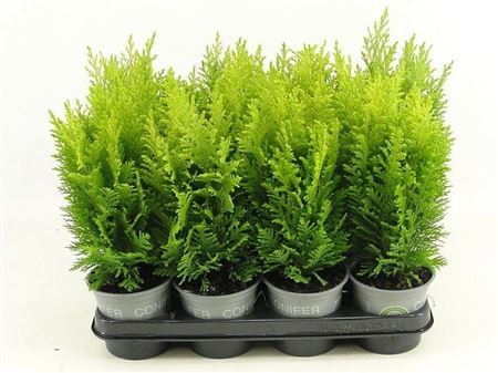 Chamaecyparis Lawsoniana Ellwood's Empire