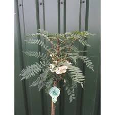 Рябина Уайт Меджик штамб 80