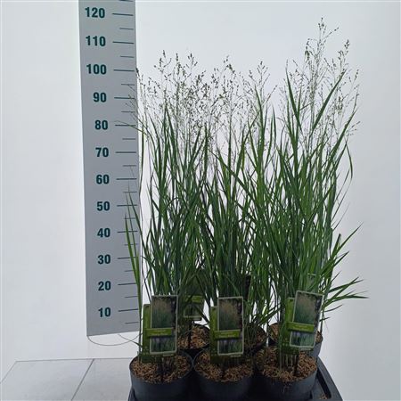 Panicum Virgatum Heavy Metal