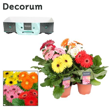 Gerbera Mix 3+ Showbox (decorum)