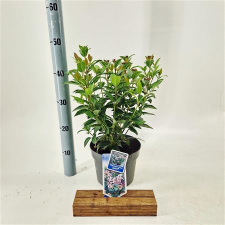 Viburnum Tinus Spirit