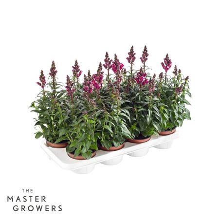 Antirrhinum Majus Red