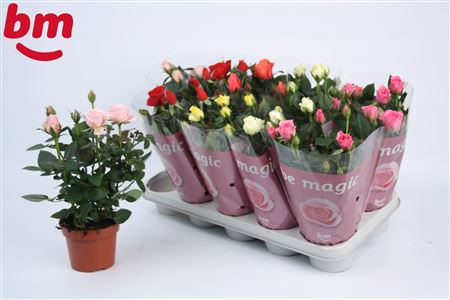 Rosa Beau Monde Mix