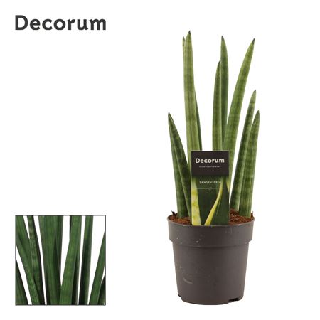 Sansevieria Cylindrica Rocket (decorum)