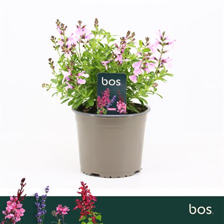 Salvia Greggii Mirage Soft Pink