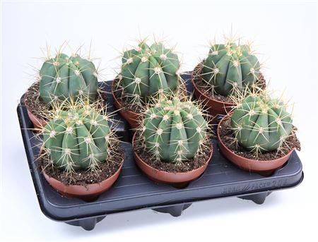 Trichocereus Candicans