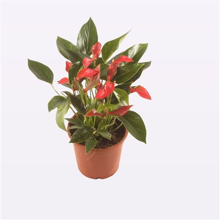 Anth An Trillions Red 4+