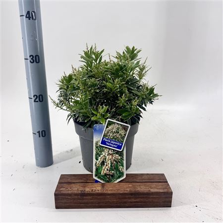 Pieris Jap Variegata