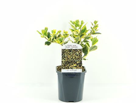 Ilex Alt Golden King