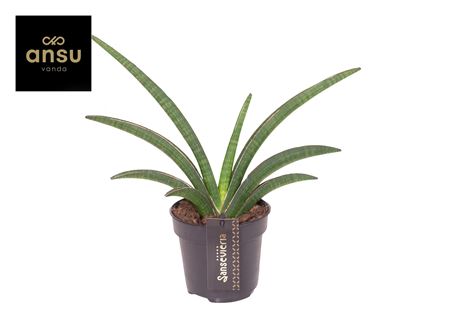 Sansevieria Tiara Grand Gazelle