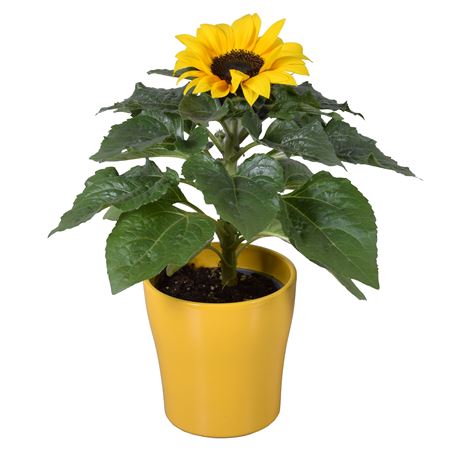 Helianthus Sunsation Yellow Ceramic