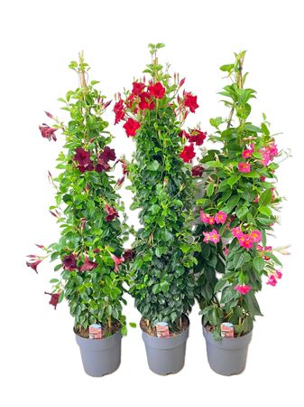 Mandevilla Rio
