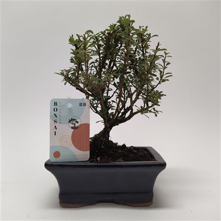 Bonsai Cotoneaster Bonsai 15 Cm