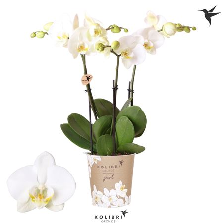 Phal Kolibri Jewel Ghent 3sst