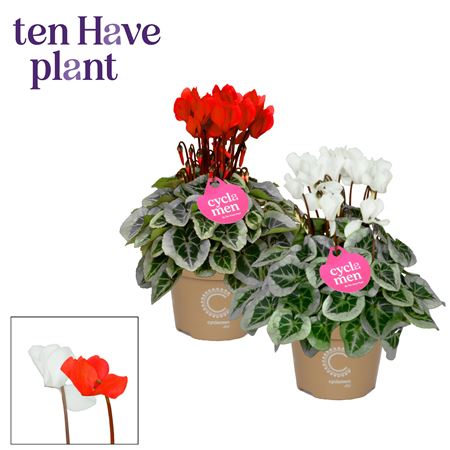 Cyclamen Picasso Red White Mix